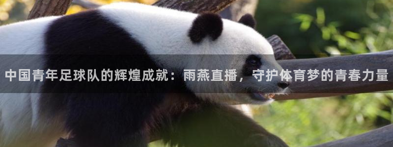 中国青年足球队的辉煌成就：雨燕直播，守护体育梦的青春力量