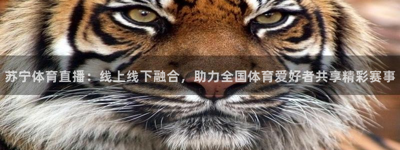 苏宁体育直播：线上线下融合，助力全国体育爱好者共享精彩赛事